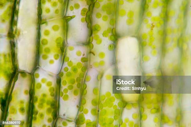 Cell Structure Hydrilla View Of The Leaf Surface Showing Plant Cells Under The Microscope For Classroom Education Stock Photo - Download Image Now