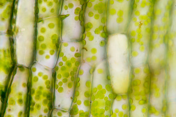 struktura komórek hydrilla, widok powierzchni liści ukazujących komórki roślinne pod mikroskopem do edukacji w klasie. - chloroplasty zdjęcia i obrazy z banku zdjęć