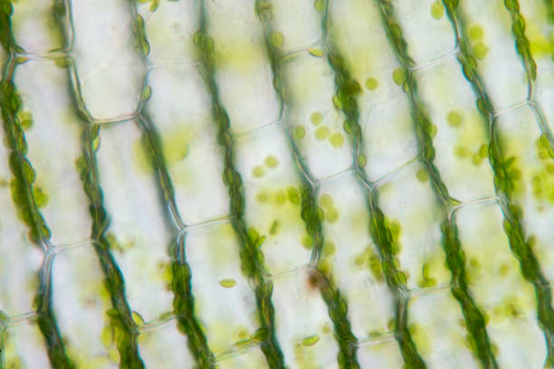 istock Cell structure Hydrilla, view of the leaf surface showing plant cells under the  microscope for classroom education. 846380978