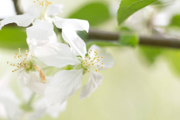 istock beautiful white flowers in nature. macro 846381672