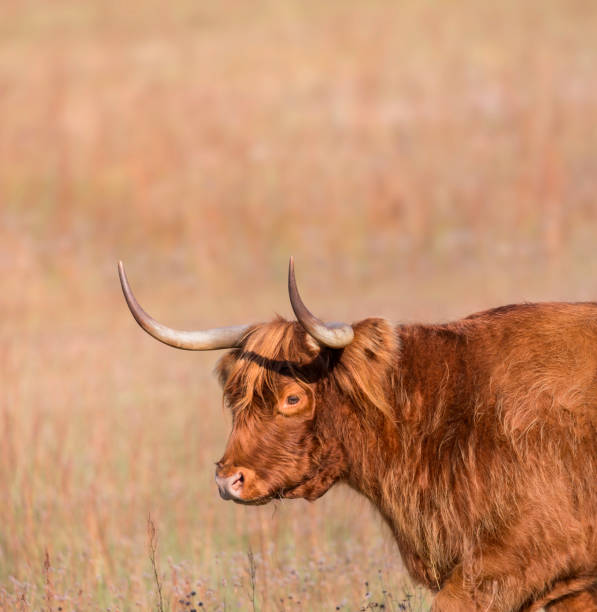 istock Highland cow longhaired bull walking in meadow 846382144