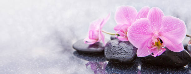 розовые орхидеи и спа-камни изолированы - massieren стоковые фото и изображения