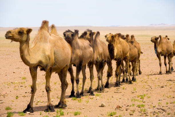 A single file row of double hump bactrian camels walking in the gobi desert in Mongolia