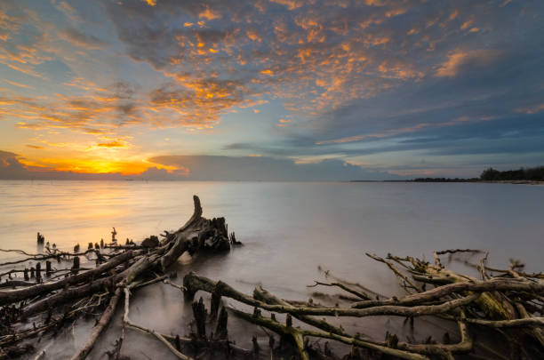 istock Dead mangroves during sunset at Kelanang Beach 846395642
