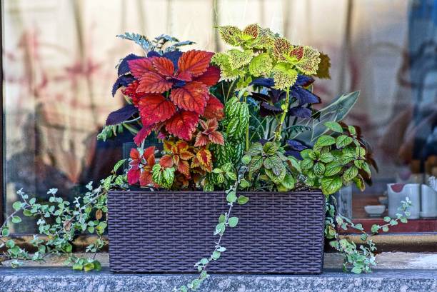 istock a window at the window with colorful bright plants 846395716