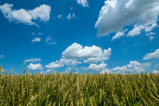 Scenic Wheat Field on a Sunny Day With Blue Sky and White Clouds