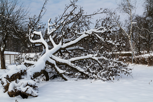 Fallen tree covered with snow.
