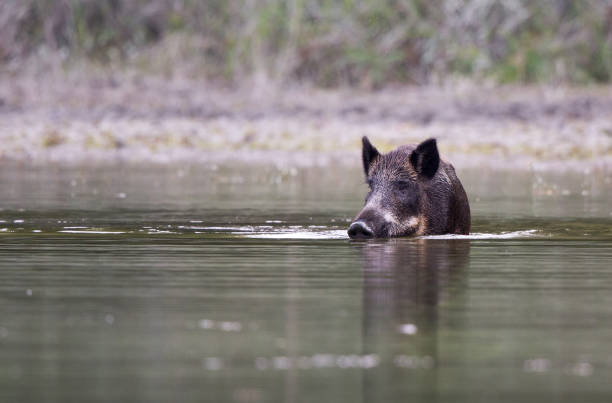 istock Wild boar in shallow water 846398854