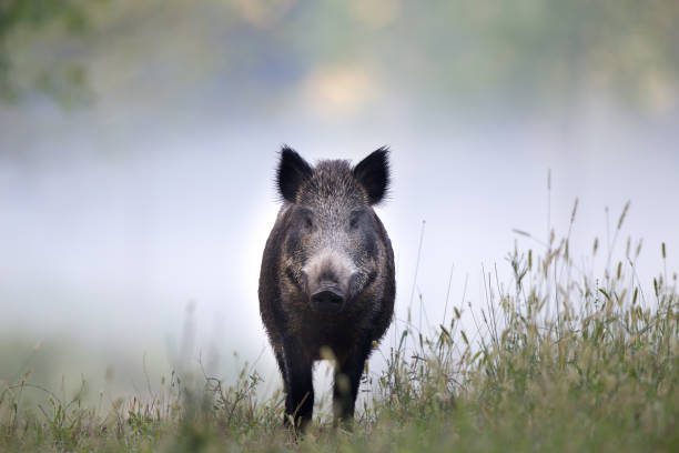 istock Wild boar in fog 846398876