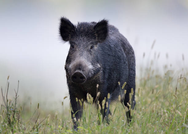 istock Wild boar in fog 846399092