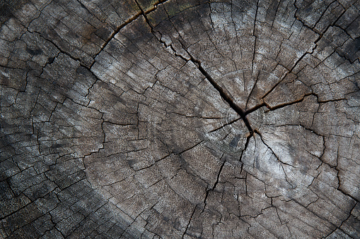 Closeup wood texture. Annual rings of tree stump cut down from nature.