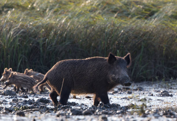 istock Wild boar with piglets in mud 846399594