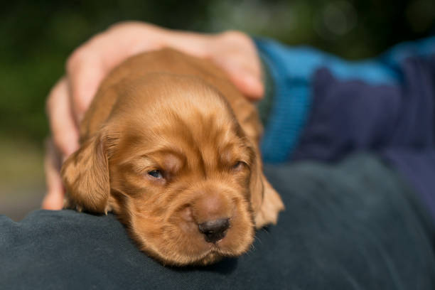 istock New born puppies 846400368