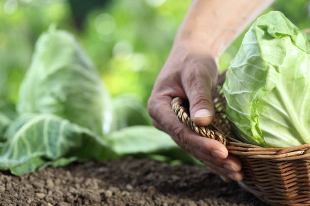 istock Hands picking a cabbage with basket in vegetable garden, close up 846400632