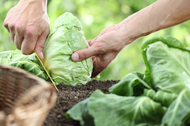 istock Hands picking a cabbage in vegetable garden, close up 846400672