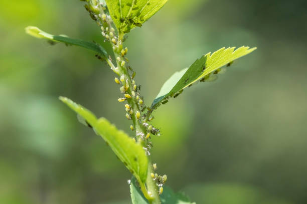 Aphids Infestation Aphids on a Spirea Bush aphid stock pictures, royalty-free photos & images