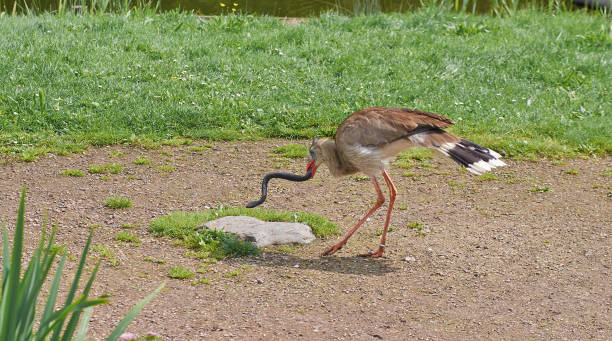 istock Red legged seriema bird kills a snake. 846406786