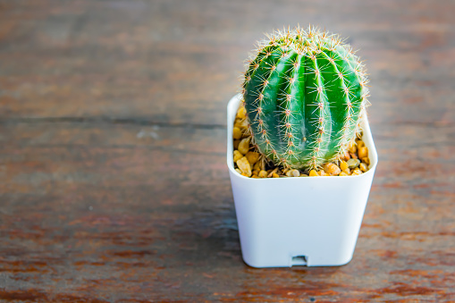 cactus (Echinopsis calochlora) in plastic pot on cement brick floor