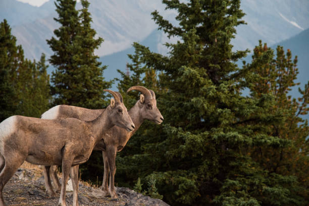 istock Bighorn Sheep in Banff National Park - Canada 846410152