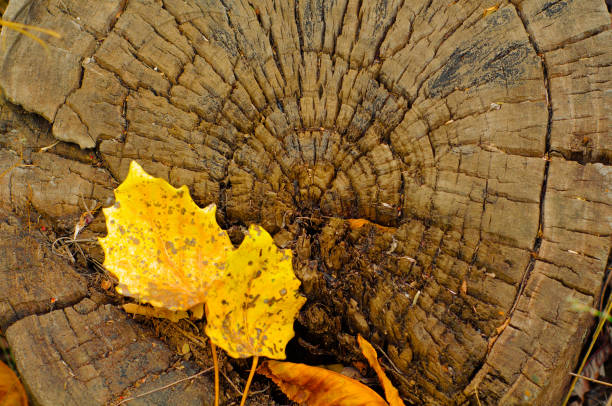 istock autumn yellow leaves on old rotten stump close-up 846410292
