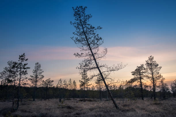 핀란드의 늪에서 저녁에 일몰 풍경 - swamp moody sky marsh standing water �뉴스 사진 이미지