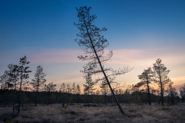 landscape with sunset at evening in swamp finland - swamp moody sky marsh standing water imagens e fotografias de stock