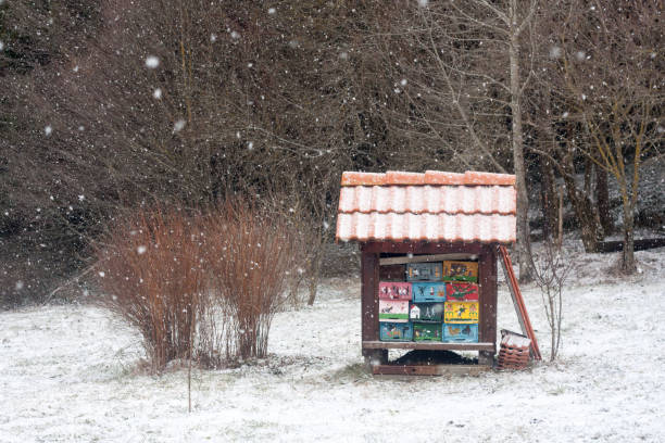 istock Small colorful beehive in snowfall, Cerknica, Slovenia. 846411602