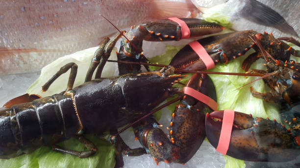 istock Delicious fresh fish on ice - lobster on salad 846414344