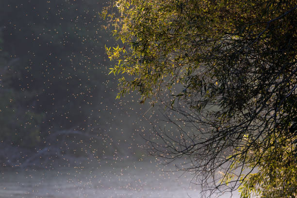 istock Swarm of midges in forest 846414498