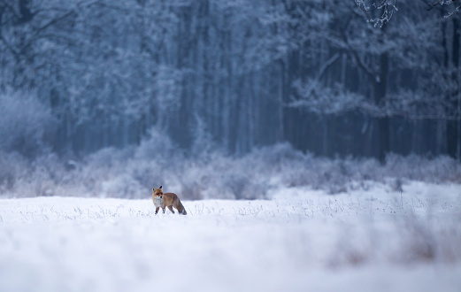 Red fox walking on snow with forest in background. Wildlife in natural habitat in winter time