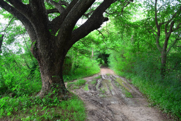istock the big Jamjuree and muddy way in farm and 846424830