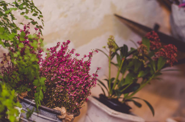 seasonal decorative flowers in flower pot