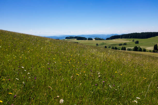 istock Meadow in the Black Forest, Germany 846428778