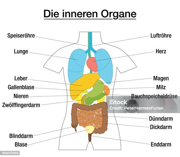 Inner Organs Schematic Chart With Colored Organs And Appropriate Names In German Language Isolated Vector Illustration On White Background Stock Illustration - Download Image Now