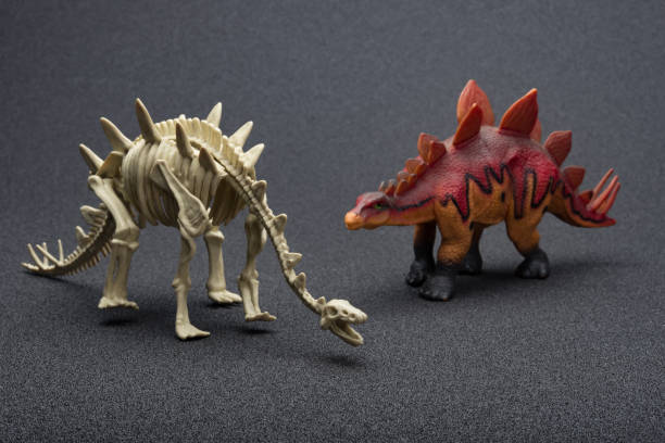 istock stegosaurus toy and stegosaurus skeleton on a dark background 846434562