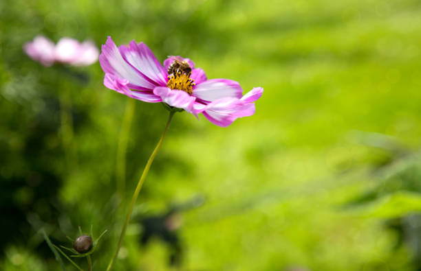 Pink cosmos flowers and bee Bright summer floral natural background.Pink and red cosmos flowers in the garden isolated on green. schmuckkörbchen stock pictures, royalty-free photos & images