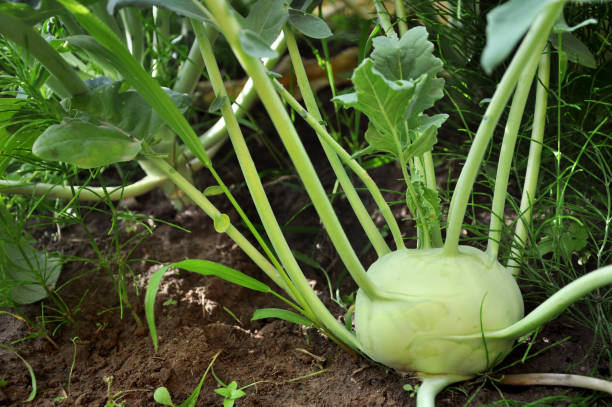 istock Fruit of cabbage kohlrabi on the ground close-up. 846436672
