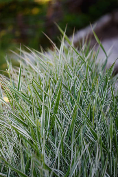 Molinia or moor grass Molinia or moor grass. Plant for pond decoration eutrichomyias rowleyi stock pictures, royalty-free photos & images