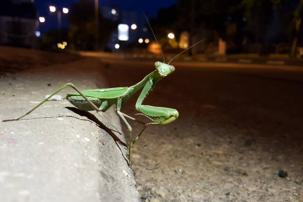 Macro photography of a conehead mantis taken in Spain with a Nikon D5500.