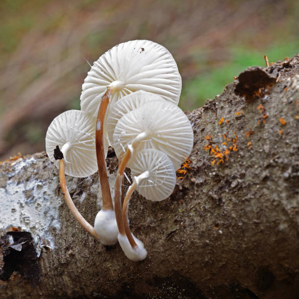 istock porcelain mushroom 846444858