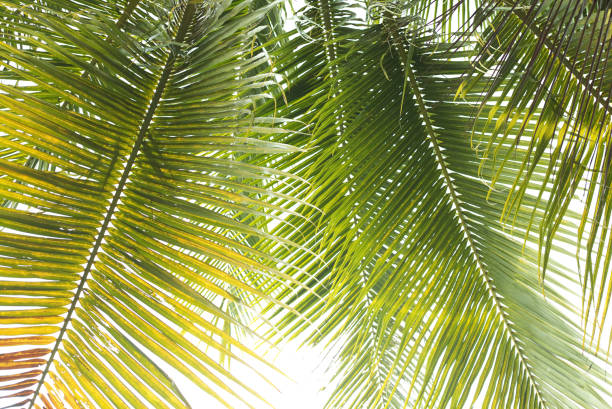 istock leaves of coconut tree isolated on white background. 846448524