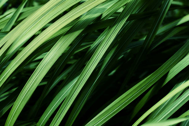 Low key green leaves dark nature background.Green thatched leaf. Low key green leaves dark nature background.Green thatched leaf. thatched roof hut straw grass hut stock pictures, royalty-free photos & images