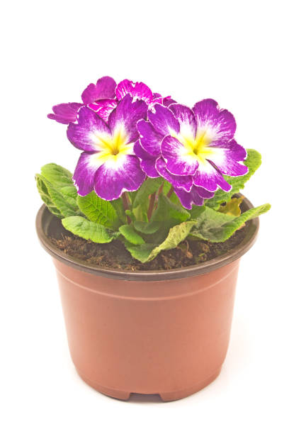 istock Primula primrose purple flower isolated on white 846451730