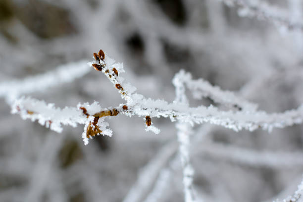 istock Bud on the tree branch in winter time 846451980