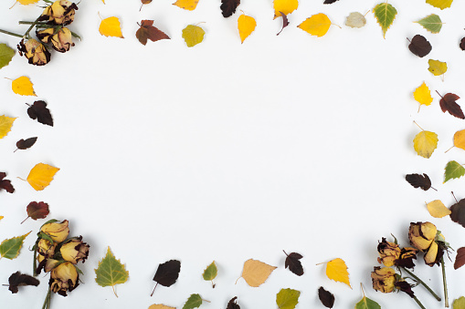 Colorful autumn leaves. Copy space for text. Top view
