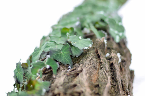 Frozen ivy on tree covered with frost and snow