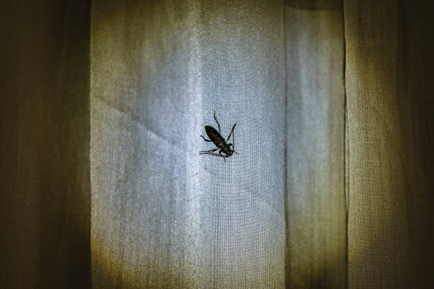 istock Black Insect at Window Curtain 846456726