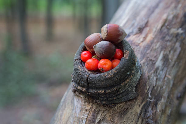 istock Hazelnut and rowan berries in the forest. Nature 846458338