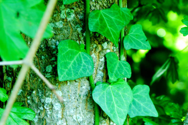 istock Green Parasite Plant 846458560