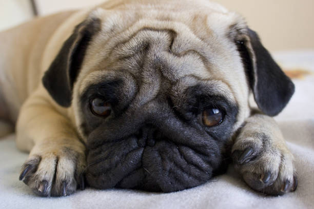 istock Upset puppy pug laying on the bed 846459498
